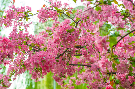 Blooming pink paradise apple flowers on tree branches