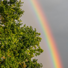 rainbow diving frame between sky and green tree