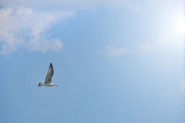 White gray seagull is flying on the blue sky whit clouds