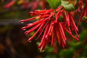 Flor de notro patagonia
