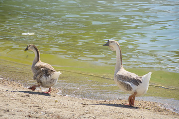Two white brown geese are walking near lake