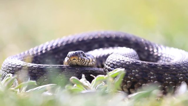 snake lies in the grass and sticks out its tongue