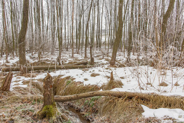Winter forest landscape with tree trunks cut by beavers