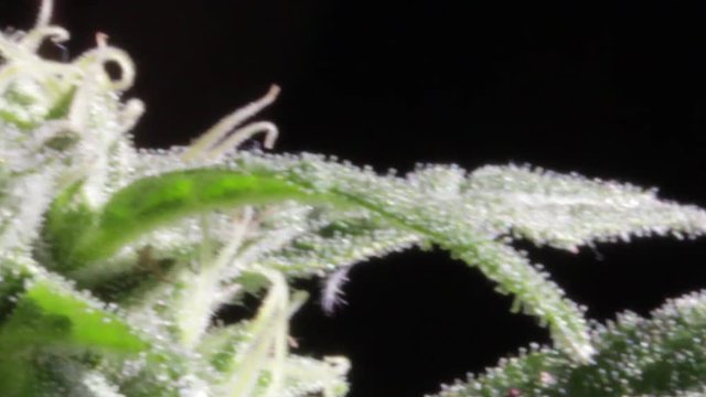 Magnified view of an indica female marijuana flowered plant apical bud with leafs, pistils and milky trichomes on black background