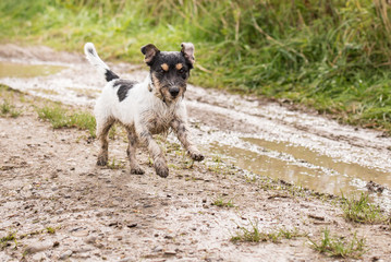 jack russell terrier dog is running fast over a wet dirty path
