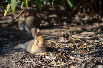 Close up an adorable yellow black baby rabbit in sunny day with nature background on Okunoshima, as known as the 