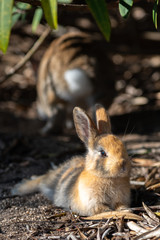 Close up an adorable yellow black baby rabbit in sunny day with nature background on Okunoshima, as known as the 