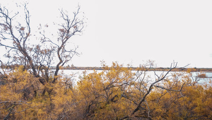 Arbol sin hojas y cielo