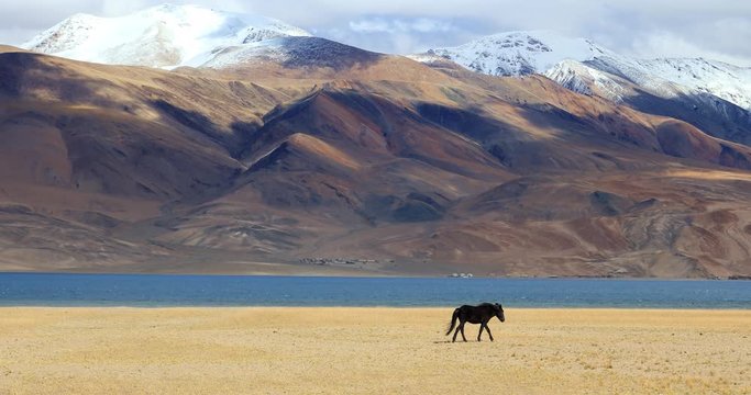 Tso Moriri lake landscape. Snow peaks of Himalaya mountains and black horse walks along water edje in Ladakh, northern India