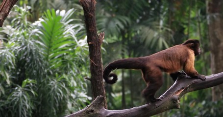 Amazon forest endangered animals. Tufted Capuchin ape monkey on tree branch in evergreen rainforest of Brazil