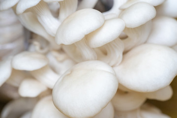 Fototapeta na wymiar Oyster mushroom grow from cultivation.
