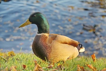 Gray-green duck on green grass covered with fallen autumn yellow leaves on the background of water