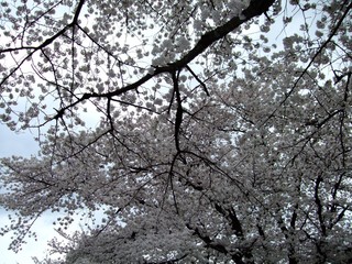 日本の桜