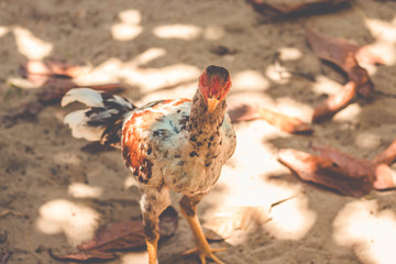 Portrait chicken walking on small farm