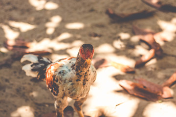 Portrait chicken walking on small farm