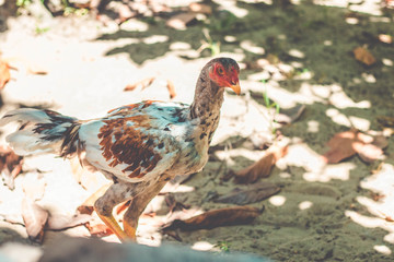 Portrait chicken walking on small farm