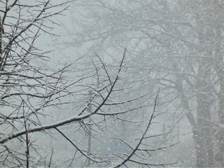 bare branches of trees under falling snow in winter in cloudy weather.