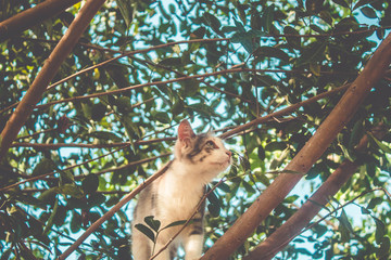 Fototapeta na wymiar Little young cat climbing on tree