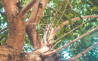 Little young cat climbing on tree looking down to the camera