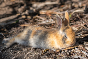 Naklejka na ściany i meble Close up an adorable yellow black baby rabbit in sunny day with nature background on Okunoshima, as known as the 