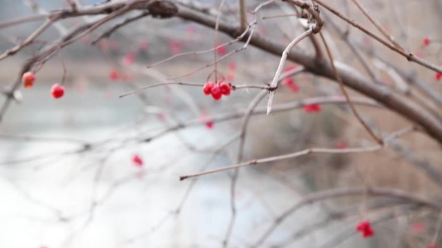 forest and lake red berries on a bush against a lake
