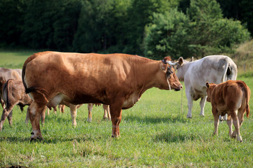 Krowy na pastwisku - obrazy, fototapety, plakaty