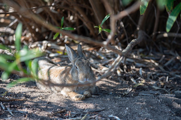 Close up of cute relaxing rabbit in the undergrowth on Okunoshima ( Rabbit Island ), Hiroshima, Japan. Numerous feral rabbits that roam the island, they are rather tame and will approach humans.