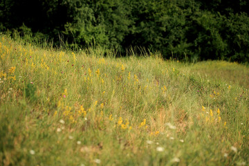 The xerothermic grassland on the slope in Poland