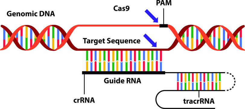 Vector illustration of the new science technique CRISPR-Cas (clustered regularly interspaced short palindromic repeats). Visualisation of the mechanism by which genomes can be edited or engineered.