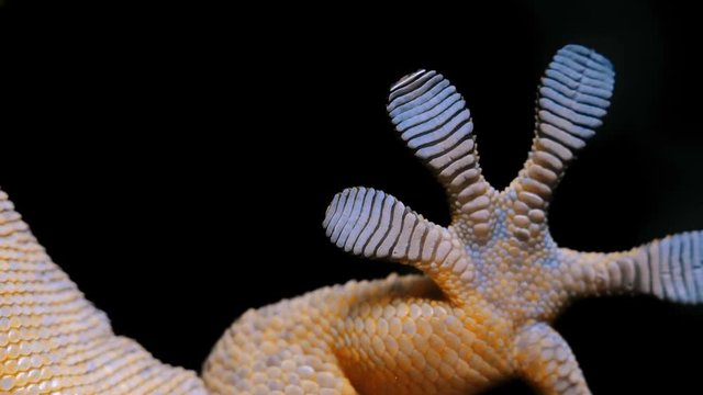 bottom view of the legs with suckers and abdomen of the gecko before jumping