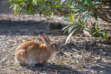 Close up of cute relaxing rabbit in the undergrowth on Okunoshima ( Rabbit Island ), Hiroshima, Japan. Numerous feral rabbits that roam the island, they are rather tame and will approach humans.