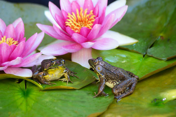A frog sits on a green lilypad in a small pond under pink waterlilies. - 246709937