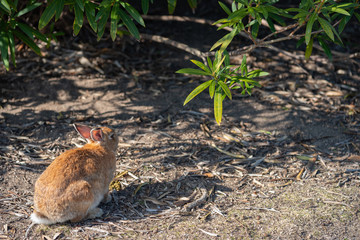 Close up of cute relaxing rabbit in the undergrowth on Okunoshima ( Rabbit Island ), Hiroshima, Japan. Numerous feral rabbits that roam the island, they are rather tame and will approach humans.