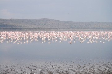 Fototapeta na wymiar Lake Nakuru Flamingos