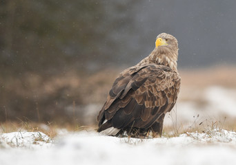 White tailed eagle (Haliaeetus albicilla)