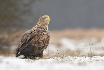 White tailed eagle (Haliaeetus albicilla)