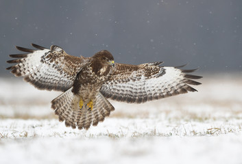 Common buzzard (Buteo buteo)