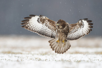 Common buzzard (Buteo buteo)
