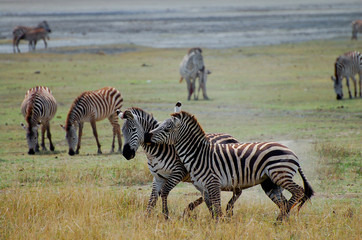 Fototapeta na wymiar Zebras - Ngorongoro Crater - Tanzania