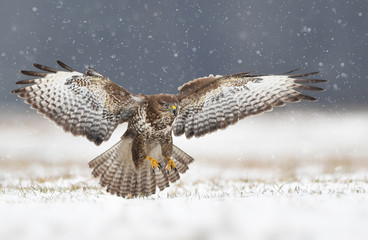 Common buzzard (Buteo buteo)