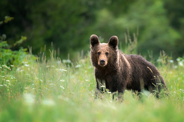 Wild young brown bear (Ursus arctos)