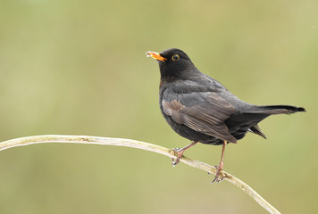 Blackbird (Turdus merula)