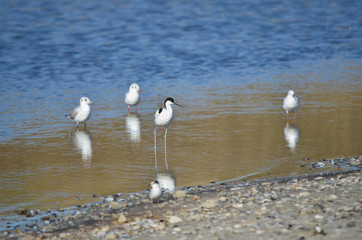 Kluut. Recurvirostra avosetta. Pied avocet in its natural habitat. Fauna of Ukraine.