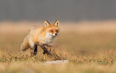 Fox (Vulpes vulpes)