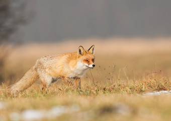 Fox (Vulpes vulpes)