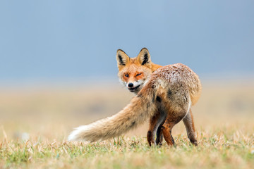Fox (Vulpes vulpes)
