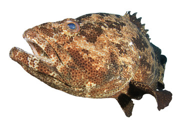 Grouper fish isolated on white background 