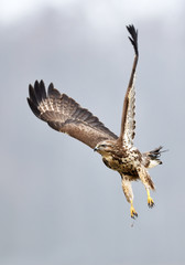 Common buzzard (Buteo buteo)