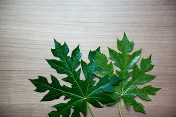 Beautiful leaves, palm leaves, papaya leaves, various leaves. - Images