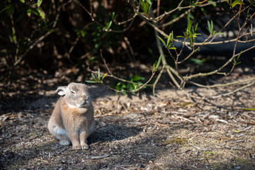 Close up of cute relaxing rabbit in the undergrowth on Okunoshima ( Rabbit Island ), Hiroshima, Japan. Numerous feral rabbits that roam the island, they are rather tame and will approach humans.